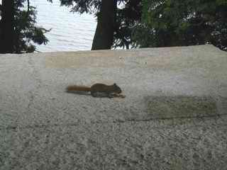 Chipmunk on veranda