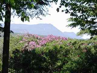 Mt St Joseph