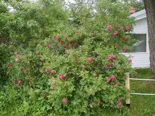 Multiflora Rose
