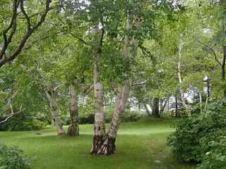 Yard looking east